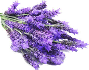 Lavender Smoothening Conditioner 150gm (Glass Jar)