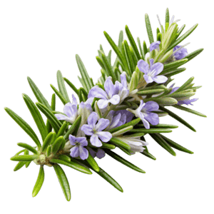 Rosemary Hair Masque 150gm